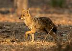 Golden Jackal